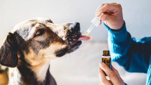 CBD para perros con epilepsia